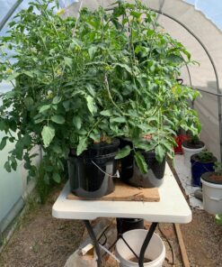 HTG Supply Bubble Brothers DWC Hydroponic System - 6-Site Classic 21 81WaUErJhL