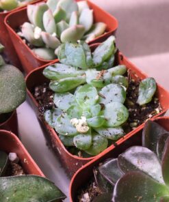 Succulent Assorted Pack- Perfect for Weddings, Party Favors, Home Gardens, and Social Events by Jiimz (15 Pack) 78 81Wc1QJ4iaL