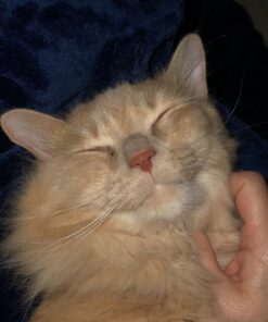 SHEBA PERFECT PORTIONS Cuts in Gravy Adult Wet Cat Food Tray, Delicate Salmon and Tender Whitefish & Tuna Entrée, Twin-Pack - 12 Count (Pack of 2) 12 Count (Pack of 2) 31 81Wgg99qsFL