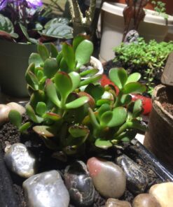 Hobbit Jade Plant - Crassula ovuta - Easy to Grow - 4.5" Pot 31 81Wh L6MArL
