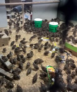 Alternative view of Durvet 136028 Vitamins & Electrolytes, 8 oz