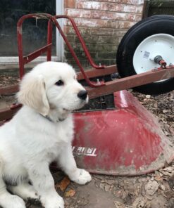 Universal Fit, Flat Free Wheelbarrow Tire and Wheel Assembly with Adapter Kit 43 81WvjAoyeqL