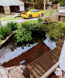 Aquascape 98949 Beneficial Bacteria Concentrate for Pond and Water Features, 1.1-Pound, white 41 81Wxh4XNmlL