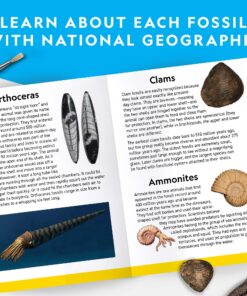 NATIONAL GEOGRAPHIC Mega Fossil Dig Kit - Excavate 15 Genuine Prehistoric Fossils, Kids Educational Toys, Great Science Kit Gift for Girls and Boys (Amazon Exclusive) 27 81X3Xs0GPBL