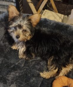 Oster Gentle Paws Less Stress Dog and Cat Nail Grinder, 2 Speed (078129-600-000) Blue 34 81X7f aJ91L