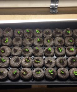 Outsidepride Gerbera Daisy Indoor House Plant or Flower Mix for Outdoor Containers, Pots, Planters, Beds - 100 Seeds 28 81XGOVMm86L