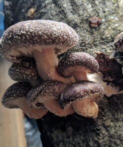 100 Shiitake 100 Mushroom Plug Spawn Edible Mycelium Plugs 46 81XHtmJKViL