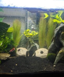 Marina Naturals, Pennywort Silk Plant, Large Fish Tank Decoration, PP103 16 81XIdFJvcL