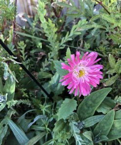 Hummingbird Nectar Wildflower Seeds Bulk Open-Pollinated Wildflower Seed Mix Packet, Non-GMO, No Fillers, Annual, Perennial Wildflower Seeds Year Round Planting - 1 oz 95 81XMEMo 2ZL