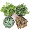 Shop Succulents | Assorted Collection of Live Succulent Plants, Hand Selected Variety Pack of Succulents | Collection of 4 4-Pack 24 81XNSXCaVL