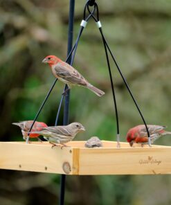 Wild Wings WWCF23 Cedar Tray Bird Feeder 31 81XRoWu2olL