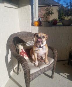 Royal Canin Bulldog Adult Dry Dog Food, 30 lb bag Chicken 30 Pound (Pack of 1) 35 81XT8cLDZCL