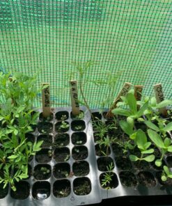 Sow Right Seeds - Flower Seed Collection - Carnation, Gayfeather, Dahlia, Morning Glory, Larkspur, Balsam, Snapdragon, Phlox, Zinnia, & Daisy - Non GMO Heirloom Seeds for Planting - 10 Packets 41 81XVilGIZL