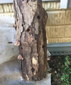 12" Mushroom Log DIY Shiitake Mushrooms Ready to Grow Your Own 22 81XXe0UrMzL