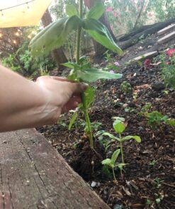 Root Naturally Azomite Rock Dust - 2 Pounds 14 81XZ2E7AThL