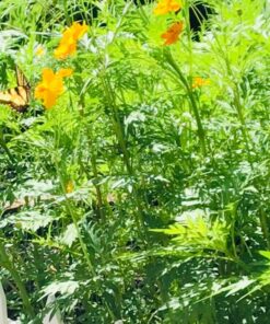 Eden Brothers Northeast Wildflower Mixed Seeds for Planting, 1/4 lb, 120,000+ Seeds with Cosmos, Candytuft, Shasta Daisy | Attracts Pollinators, Plant in Spring or Fall, Zones 3, 4, 5, 6, 7, 8, 9, 10 1/4 Pound 44 81XcxUtN6gL