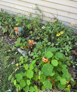 Seed Needs, 350+ Nasturtium Seeds for Planting - Jewel Mixture (Tropaeolum nanum) Non-GMO, Easy to Grow Mix, Attracts Pollinators - Bulk Bulk Pack (350 Seeds) 41 81XczCViSkL