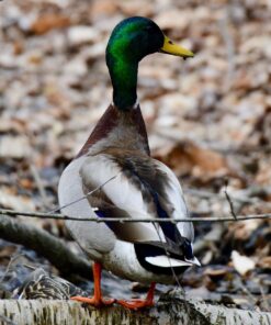 Tamron SP 150-600mm F/5-6.3 Di VC USD G2 for Nikon Digital SLR Cameras 73 81XgmPJPzcL