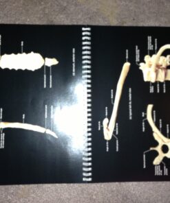 A Brief Atlas of the Human Body 7 81XjrbsbpL