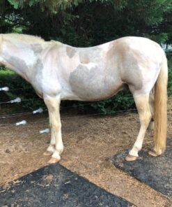 Andis – 21641, Ultra Edge Dog Clipper Blade – Carbon-Infused Steel With Exclusive Hardening Process, Long-Lasting Blades, 3/32-Inch Cut Length – For Dogs & Medium-Sized Animals, Size-T-84, Chrome T-84: 3/32" (2.4 mm) 15 81XnyG0HL