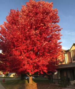 Greenworks 7 Amp 160 MPH/150 CFM Single Speed Electric Blower, 24012 42 81XrMAfGChL