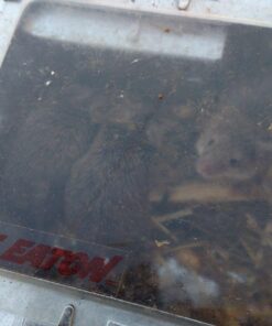 JT Eaton 421CL Repeater Multiple Catch Mouse Trap with Clear Inspection Window 16 81XrxJOXzwL