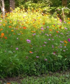 Big Pack - Cosmos USA Mix (8,000+) Flower Seeds By MySeeds.Co (Big Pack - Cosmos Mix) 57 81XtlcauWL