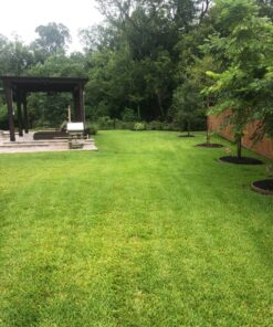 Organic Kelp Fertilizer by GS Plant Foods - Omri Listed(1 Gallon) - Liquid Kelp Concentrate for Gardens, Lawns & Soil Yields 800+ gallons 1 Gallon 42 81Xu05ZnZL