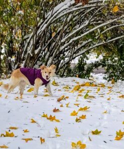 Kurgo Loft Dog Jacket, Reversible Dog Coat, Wear with Harness or Sweater, Water Resistant, Reflective, Winter Coat For Medium Dogs (Deep Violet, M) Deep Violet/Charcoal 54 81XusHQ DL