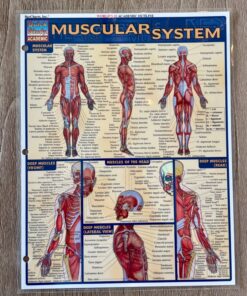 Muscular System (Quick Study Academic) 13 81XvATh6vdL