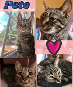 Kingjet Compatible for Canon 220 221 Ink Cartridges, Replacement for Canon PGI-220 PGI220 CLI-221 CLI221 Work with PIXMA MP560 MP620 MP620B MP640 MP980 MP990 MX860 IP3600 IP4600 IP4700, 15 Pack 33 81XvUOkwjBL