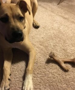 Benebone Wishbone Durable Dog Chew Toy for Aggressive Chewers, Real Bacon, Made in USA, Medium 27 81Xvq8v41GL