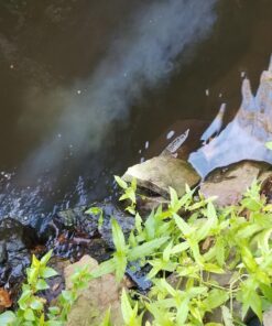 API POND ACCU-CLEAR Pond Water Clarifier 16-Ounce Bottle Pond Treatment 16 oz 20 81Y48LeiTAL