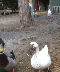 NaturesPeck® Dried Mealworms (11-22-44 lbs) Non-GMO High Protein Treats for Chickens & Wild Birds 11.00 Pound (Pack of 1) 17 81Y5o D PwL