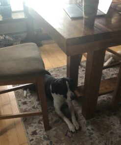 PetSafe Elite Little Dog Spray Bark Collar for Small Dogs from 8 lbs to 55 lbs - Smallest Collar Option - Citronella Spray - No Barking Control Device - PBC00-11283 adjustable 21 81Y6qbwdNKL