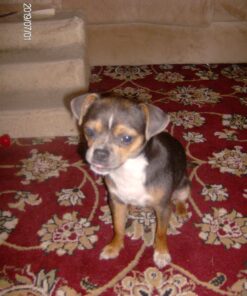 Natural Care Repellent Flea & Tick Collar for Dogs & Puppies, 4 Month Protection, White 20 81YAYQNXbEL