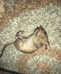 Neogen Ramik Green Fish Flavored Weather Resistant Rodenticide Nuggets, 4 lb bag 4-pound pouch 56 81YB0NelFFL