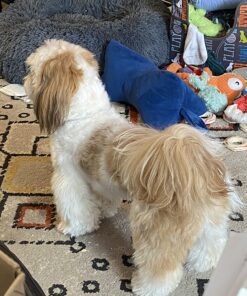 Blue Buffalo Small Breed Dog Food, Life Protection Formula, Natural Chicken & Brown Rice Flavor, Adult Dry Dog Food, 15 lb Bag 15 Pound (Pack of 1) 47 81YBNXYxqkL