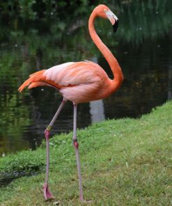 Nikon D3300 DX-format DSLR Kit w/ 18-55mm DX VR II & 55-200mm DX VR II Zoom Lenses and Case (Black) 46 81YBo3z5lwL