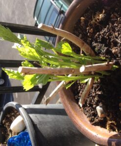 Humboldts Secret Golden Tree: Best Plant Food for Plants & Trees - All-in-One Concentrated Additive - Vegetables, Flowers, Fruits, Lawns, Roses, Tomatoes & More (8 Ounce) 8 Ounce 26 81YBpfuiEjL