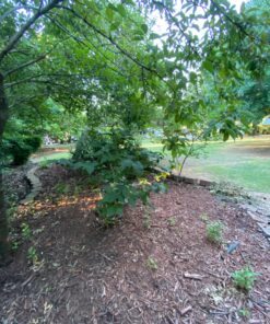 NETGEAR Nighthawk Whole Home Mesh WiFi 6 System (MK62) - AX1800 router with 1 satellite extender, coverage up to 3,000 sq. ft. and 25+ devices WiFi 6 | 2-pack 33 81YDdrAvXdL