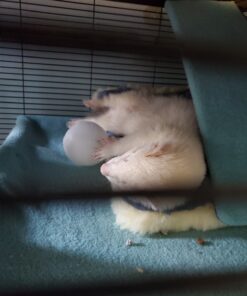 MidWest Homes for Pets Reversible Paw Print Pet Bed in Blue / White, Dog Bed Measures 17L x 11W x 1.5H for 'Tiny' Dog Breed, Machine Wash 17.0"L x 11.0"W x 1.5"Th 31 81YEhlvceL