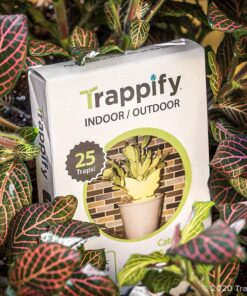 Trappify Sticky Gnat Traps for House Indoor - Yellow Fruit Fly Traps for Indoors/Outdoor Plant - Insect Catcher White Flies, Mosquitos, Fungus Gnat Trap, Flying Insects - Disposable Glue Trapper (12) 12 36 81YNO7gebL 1