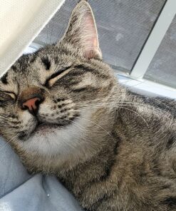 Natural Balance Limited Ingredient Adult Grain-Free Dry Cat Food, Salmon & Green Pea Recipe, 10 Pound (Pack of 1) 10.00 Pound (Pack of 1) 24 81YOcj714ZL 1