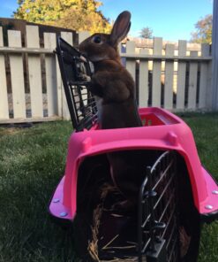 Petmate Two Door Pet Kennel for Pets up to 15 Pounds, Pink/Black, 19" Long, Made in USA Two-door 19.0"L x 13.0"W x 10.0"H 42 81YPYFRZYDL