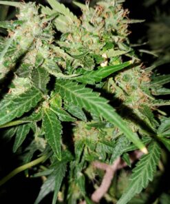 Nectar for the Gods NGOS3004 One Shot Granules, 4 lb Soil Amendment, Black 14 81YRtlyUS1L