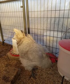 Farm Innovators HB-60P Thermostatically Controlled Heated 2 Gallon Plastic Outdoor Year Round Poultry Chicken Water Bucket Drinker, White/Red Single 28 81Yatsb5EbL