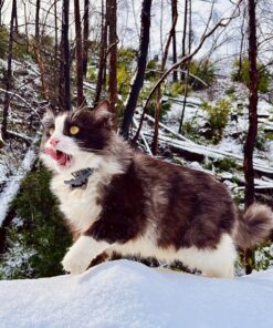 Seresto Large Dog Vet-Recommended Flea & Tick Treatment & Prevention Collar for Dogs Over 18 lbs. | 8 Months Protection 1 Pack Large Dog Only 34 81YcxnhOwSL