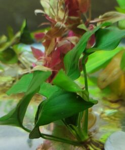 Florida 10 Species Live Aquarium Plants Bundle 42 81Yhaw3J8L