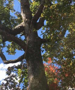 Pocket Chainsaw with Paracord Handle 36 Inches 16 Teeth Long Chain Hand Saw Fast Wood & Tree Cutting Emergency Survival Gear Best for Camping Backpacking Hiking Hunting. 18 81Yl1Ec9ESL